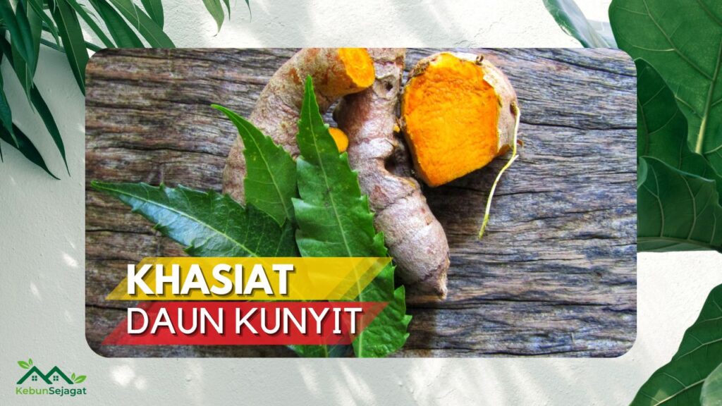 13 Khasiat Daun Kunyit Yang Mesti Anda Tahu