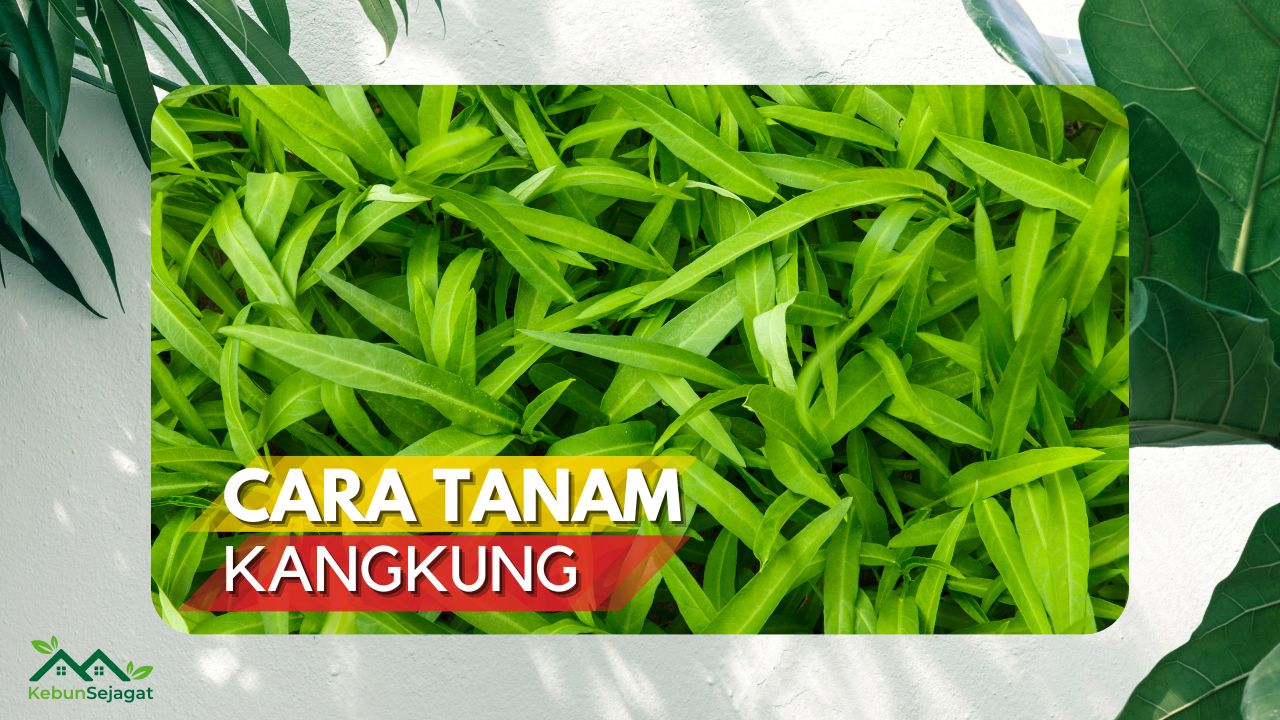 √ 3 Cara Tanam Kangkung Di Rumah Jimat And Mudah Kebun Sejagat