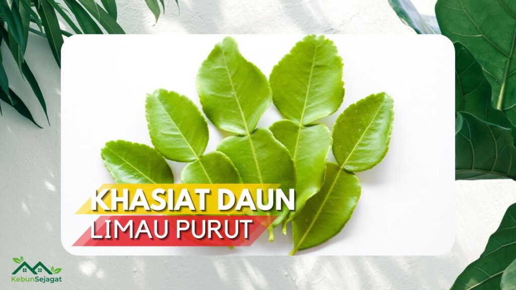 √ 9+ Khasiat Daun Limau Purut Yang Perlu Anda Tahu