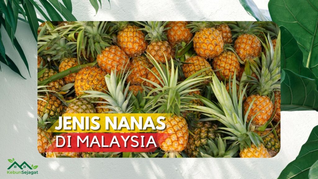 √ 11 Jenis Nanas Di Malaysia Yang Paling Popular