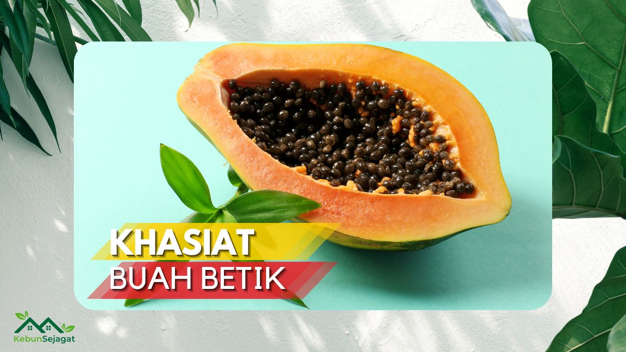 √ 25+ Khasiat Buah Betik yang Punya Banyak Nutrisi