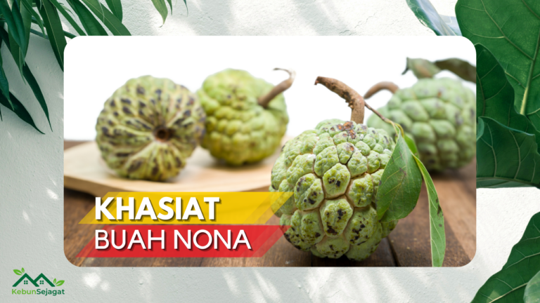 √ 11 Khasiat Buah Nona Yang Baik Untuk Tubuh