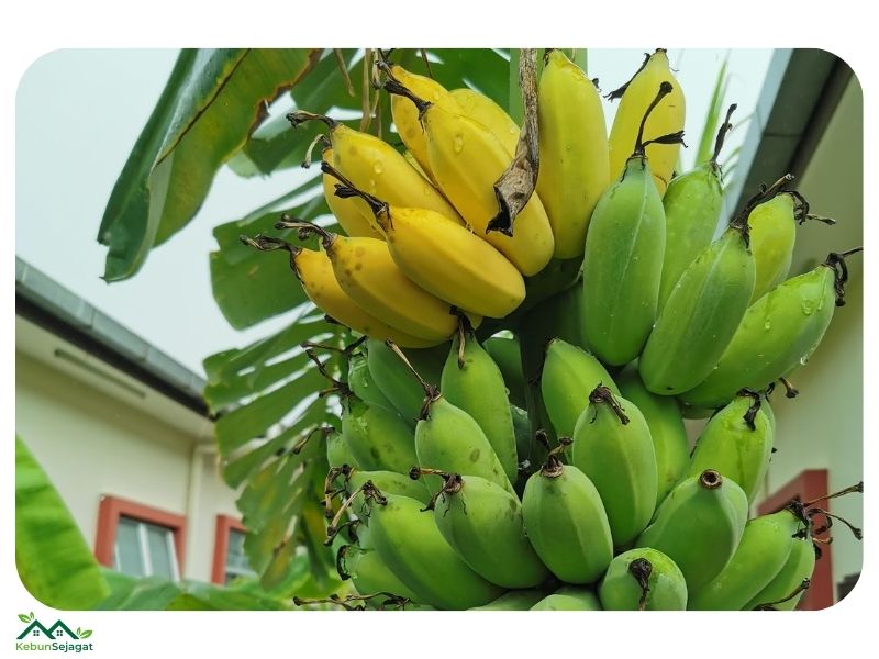 √ 13 Jenis Pisang yang Popular di Malaysia - Kebun Sejagat