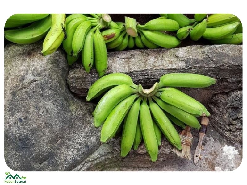 13 Jenis Pisang yang Popular di Malaysia - Kebun Sejagat