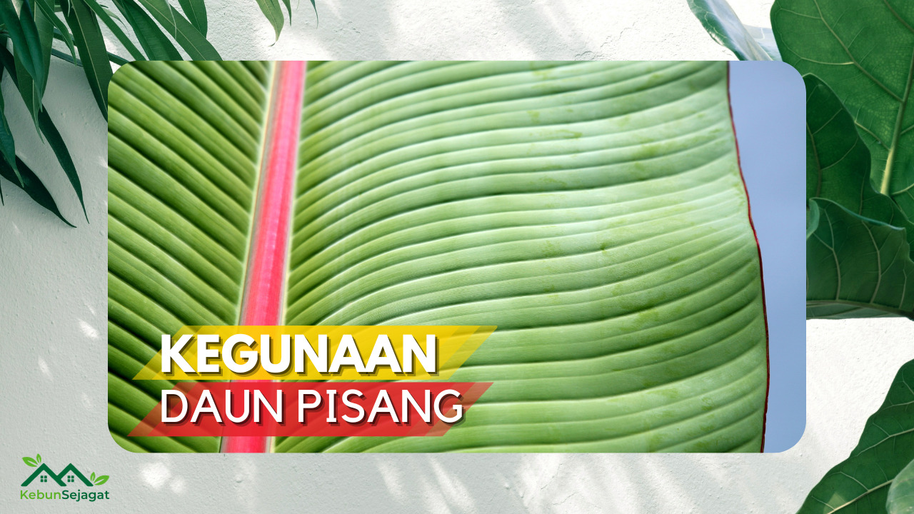 √ 6 Kegunaan Daun Pisang Untuk Kehidupan Sehari Hari