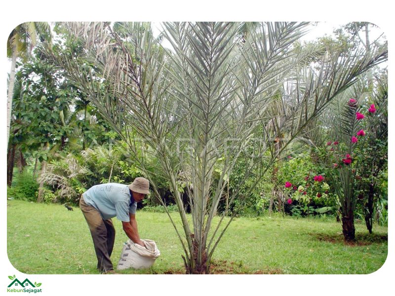 √ Panduan Lengkap Cara Tanam Pokok Kurma Dengan Mudah 2024