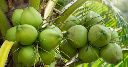 Kenali 10 Khasiat Buah Kelapa untuk Kesehatan yang Menakjubkan