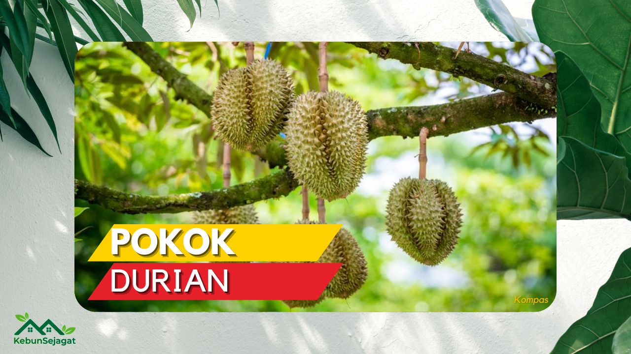 √ Pokok Durian: Maklumat Penting yang Perlu Anda Ketahui - Kebun Sejagat