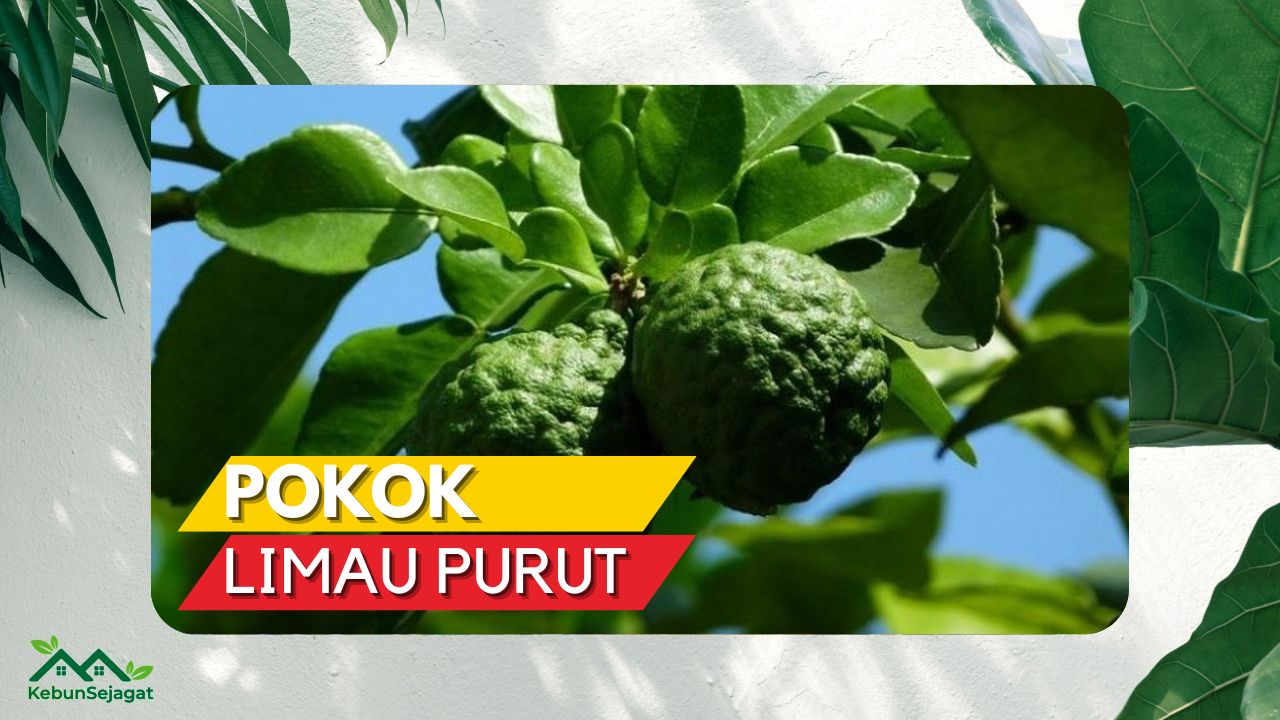 √ Pokok Limau Purut Pokok Yang Miliki Banyak Khasiat Kebun Sejagat